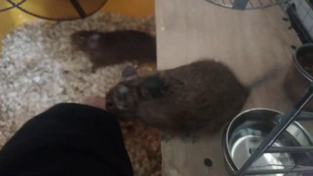 чилийские белки дегу и орехи смотреть онлайн