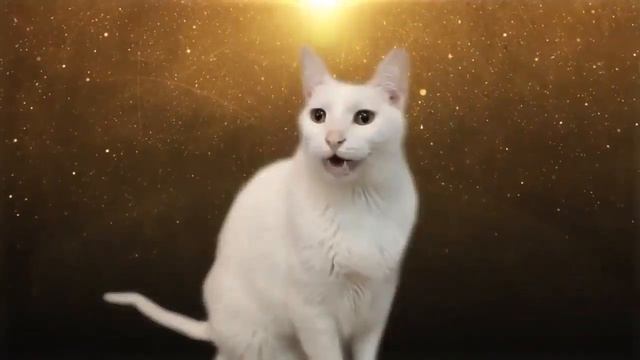 Коты и собака поют