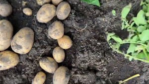 Картофель  Чародей, Кроне, Комета, Гранада, Магаданский ,северное сияние, Шведка . От 5 сентября