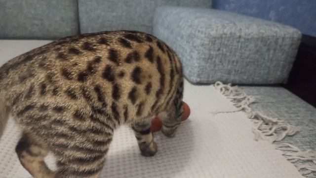 Котенок и музыкальная шкатулка смотреть онлайн