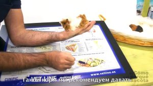 Морские свинки - морские свинки и их питание