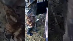 Медведь разорвал машину.