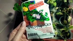 Вредители на рассаде