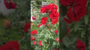 Роза Паприка в моем саду 1.09.21. Tantau, 1958, Германия,  Paprika Rose in my garden. #Shorts,