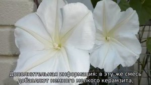 Ипомея многолетняя — посадка и уход