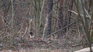 Мама волнуется. Пятнистые олени, самка и олененок.