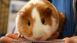 Сколько живут морские свинки в домашних условиях