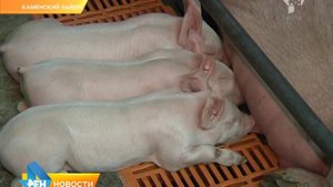 Производство экологической свинины