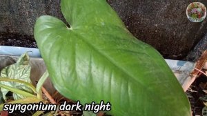 syngonium dark night syngonium collection