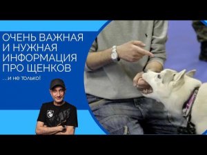 Очень важная и нужная информация про щенков и не только (щенок кусает ваши руки или ноги?)