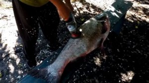 Как чистить толстолобика...