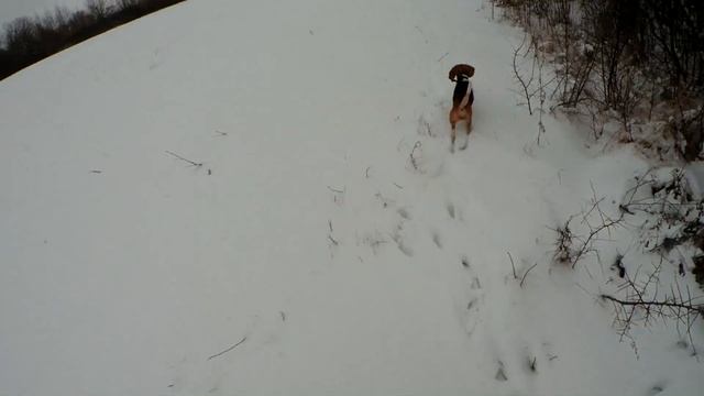 А вы Знали, что Зайцы не летают???! очередной удачный день на охоте! смотреть онлайн