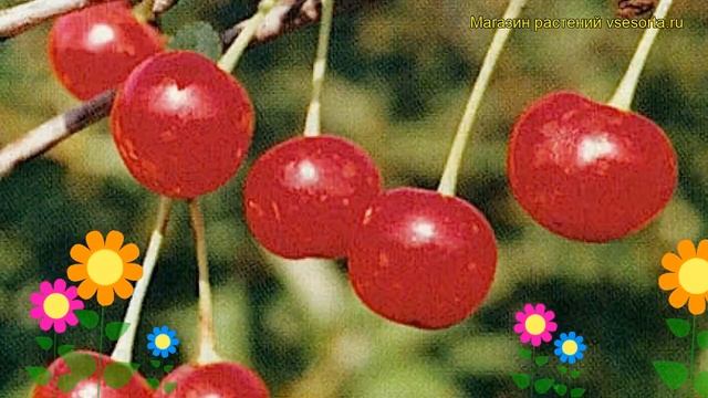 Вишня обыкновенная Склянка розовая. Краткий обзор, описание prunus cerasus Sclianka rozovaia смотреть онлайн