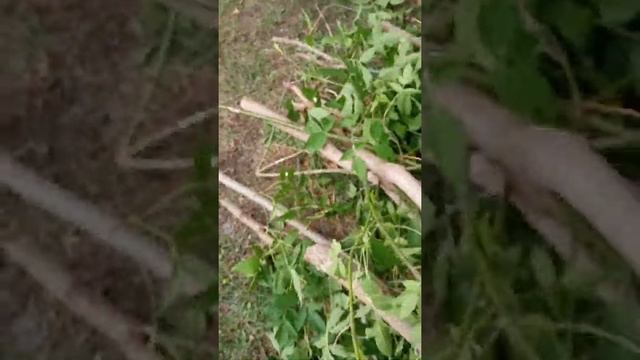 Щепорез для мотоблока.  Часть 2 Испытания