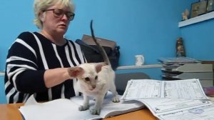 Eastern Family’s Bella. Cиамская девочка сил тебби пойнт