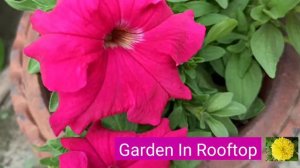 Petunia (Rose Star) Plant Care- Pink #gardeninrooftop