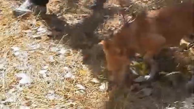 Хук ищет дом! г. Донецк смотреть онлайн