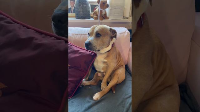 Нюх как у собаки, а взгляд как у орла!#юмор# смотреть онлайн