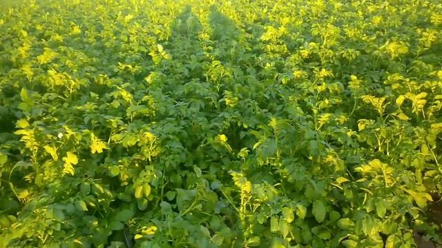 Картофель Ривьера очередной осмотр. 60 соток красоты смотреть онлайн