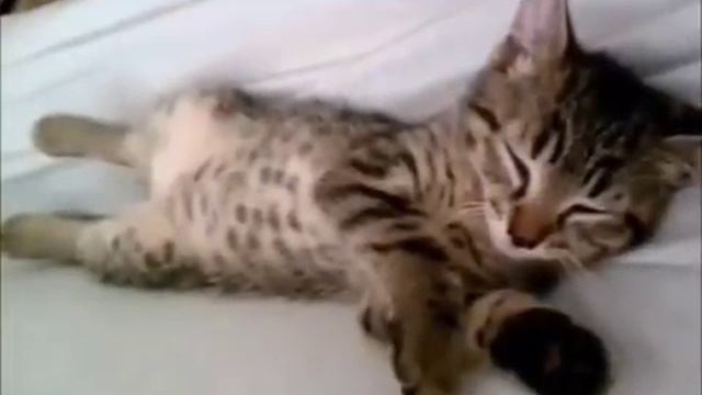 Котята сладко спят - таааак мило и нежно! Спящие няшные комочки смотреть онлайн