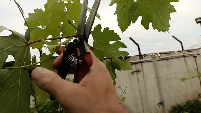 Наглядно - почему отличный побег срезаем на пасынок... смотреть онлайн