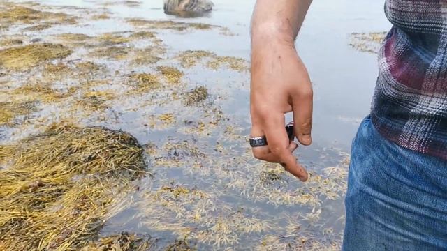 Как собирают мидии смотреть онлайн