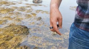 Как собирают мидии