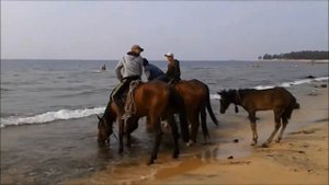 КОНИ ШЛИ НА ВОДОПОЙ ...