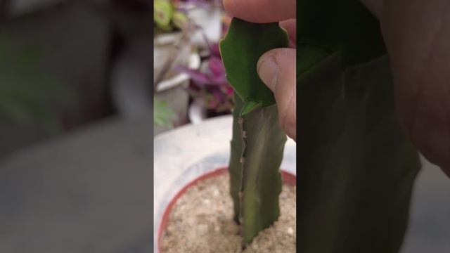 How to transplant Christmas cactus