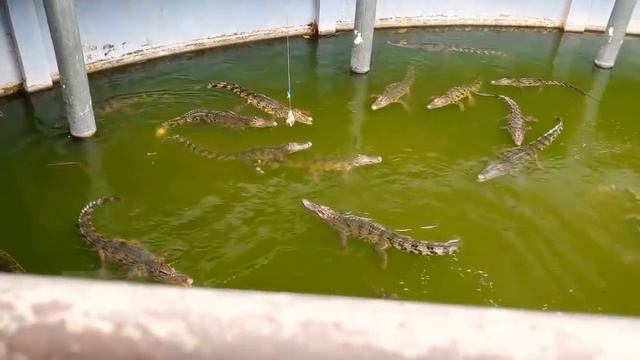 Смертельное #ШОУ с крокодилами. #CrocodileSHOW. Крокодиловая ферма. (Тайланд, о  Пхукет)