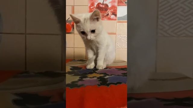 Белый котёнок мило играет #78 / White kitten playing cute #Shorts #kitten #meowing