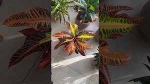 Мои любимые кротоны. Продолжение