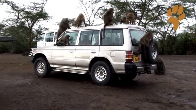 Дикая Африка. Природа Кении - Бабуины в национальном парке Озеро Накуру смотреть онлайн