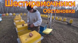 Шестирамочники  КАРНИКА, РЕВИЗИЯ. Обстановка в гнёздах