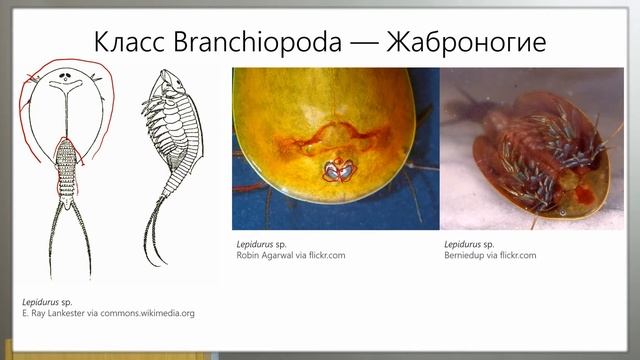 Зоология беспозвоночных. Ракообразные (Часть 1 — Низшие раки)
