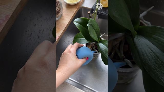Полив орхидеи ??? #phal #орхомания #обзорорхидей #liodoro #топсинм #даблфейс #аминосил