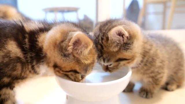 Here's A Family Of Cats Gulping Down Milk