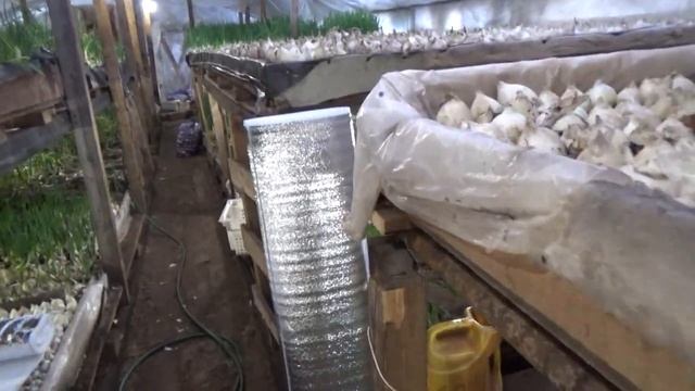 Лук зелёный.Хобби + доход.