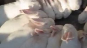 Как кролики пьют воду и чихают0_o ;D rabbit drink water fun