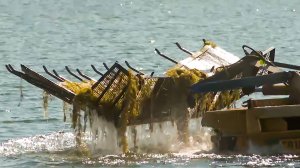 Из-за жары водоемы Петербурга заполонили водоросли. Чем опасна водная растительность?