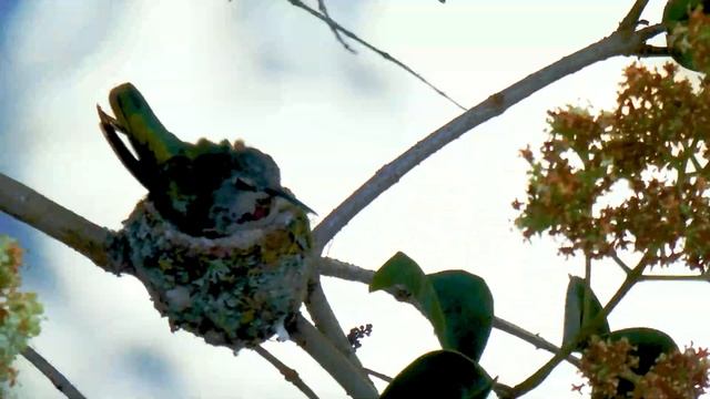 Anna's Hummingbird (Calypte anna) Brooding Her Eggs смотреть онлайн