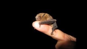 Самые МАЛЕНЬКИЕ в мире ЖИВОТНЫЕ!