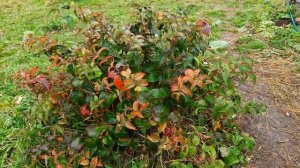 Диервилла ручейная. Северо-Западный регион.