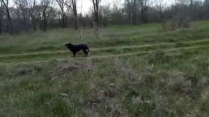 Лабрадор на охоте. Натаска на дичь.|Hunting Labrador. Nataska for game.
