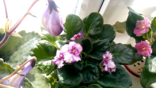 Мои цветочки в мае смотреть онлайн