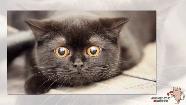 Семейка Адамсовых смотреть онлайн