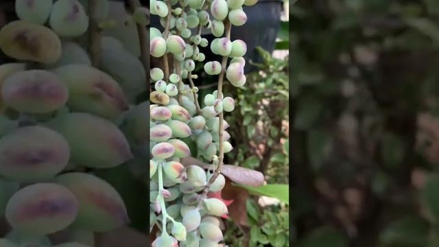 Você vai se surpreender com a floração da Cotyledon pendens смотреть онлайн