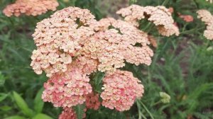 Как выглядит Тысячелистник/Тысячелистник обыкновенный/Тысячелистник садовый/Achillea millefolium