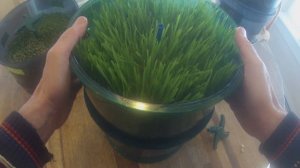 Growing Wheatgrass in the Freshlife 3000 Automatic Sprouter