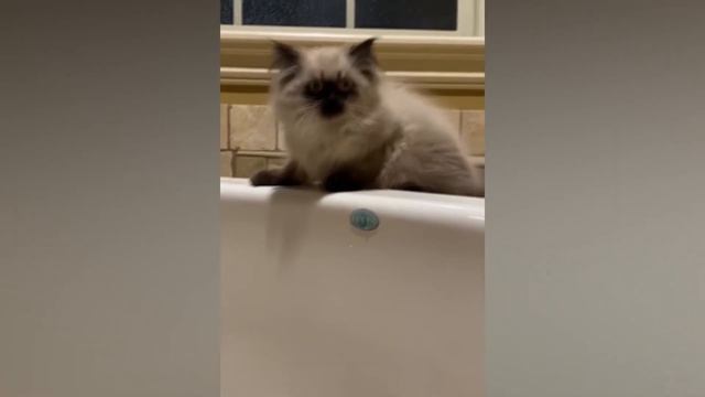 Приколы с Животными🔥😂Приколы 2023-Смешные Коты/Ржака до слез